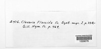 Phaeoclavulina flaccida image